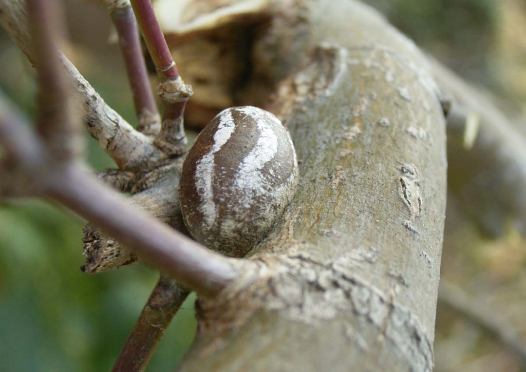 イラガの生態と人間への影響刺された時の対処方法・駆除のやり方などを解説マイナビ農業