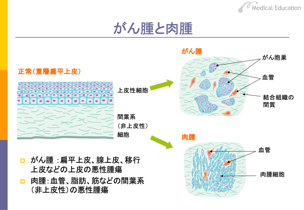 ①細胞診 検査 の結果