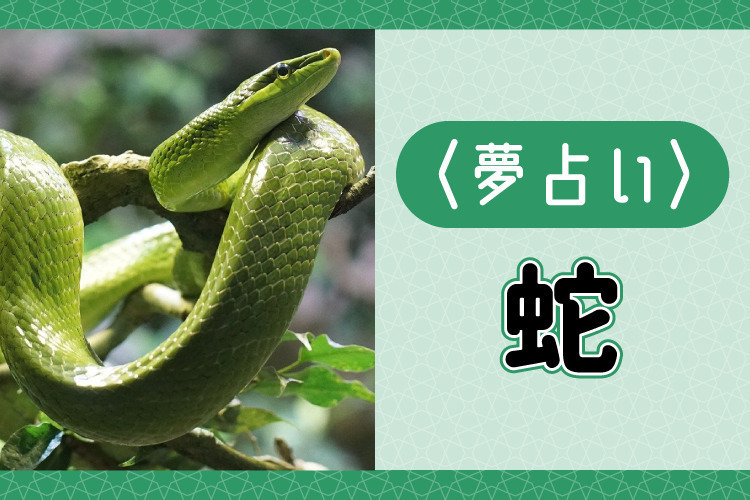 夢占い蛇 へび の夢の意味34選!3種の蛇を理解