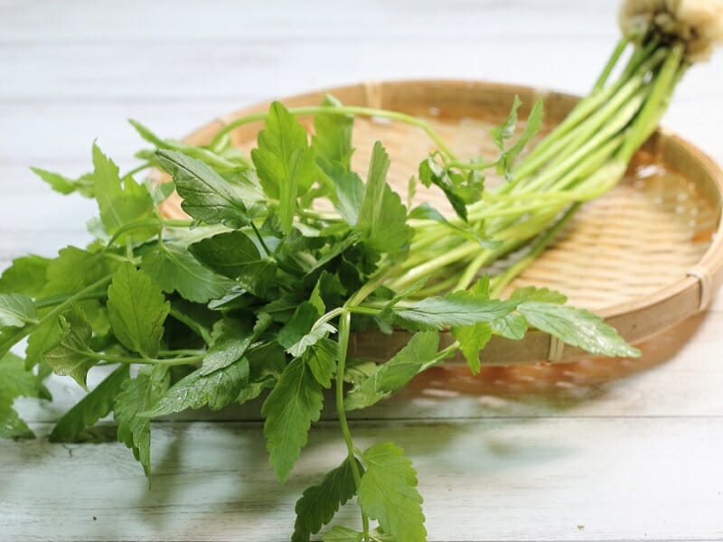 長く、白く、みずみずしく。三関せりの根っ子にあるもの。なんも大学