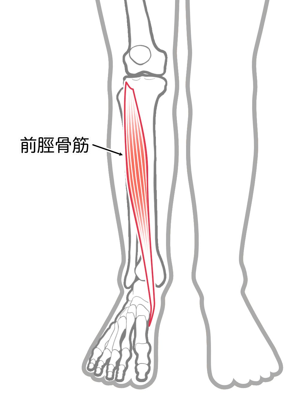 生理中や婦人科系にもおススメな足つぼ│妊活専門サポートサロン モリンガ