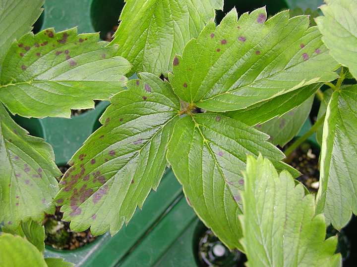 いちご炭疽病おすすめ農薬！予防や治療に効く殺菌剤 育苗の炭そ病株式会社イチゴテック