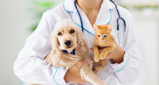 命の危険 犬のガン切除手術とその後の経過をお見せします。Vol.76WOLVES HAND動物病院グループ