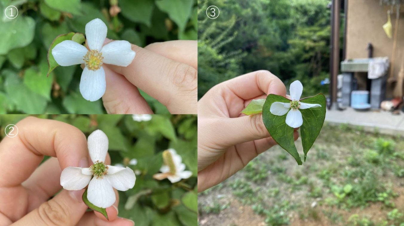 義母おススメ！ドクダミの花でできる自家製虫刺され薬をつくってみた！てのん 人ものがたり ウェブメディア