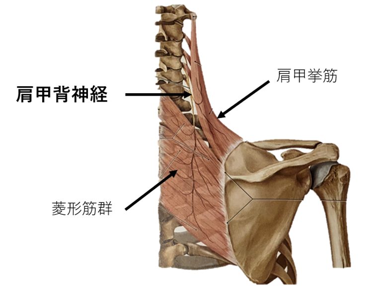 菱形筋の構造・作用・起始停止と鍛え方 筋力トレーニング- 武器屋.net BLOG