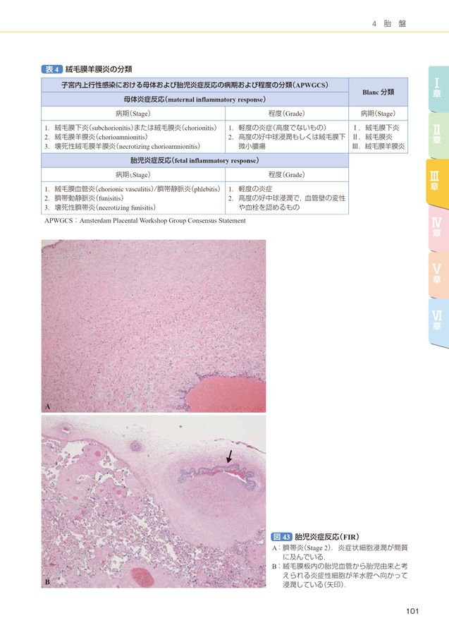 多胎妊娠について小さな命に想いを馳せて