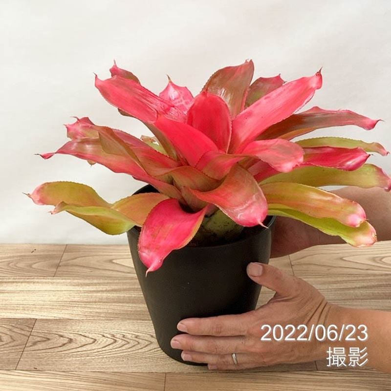 Naegleria Nebiros - ネビロス ネグレリア