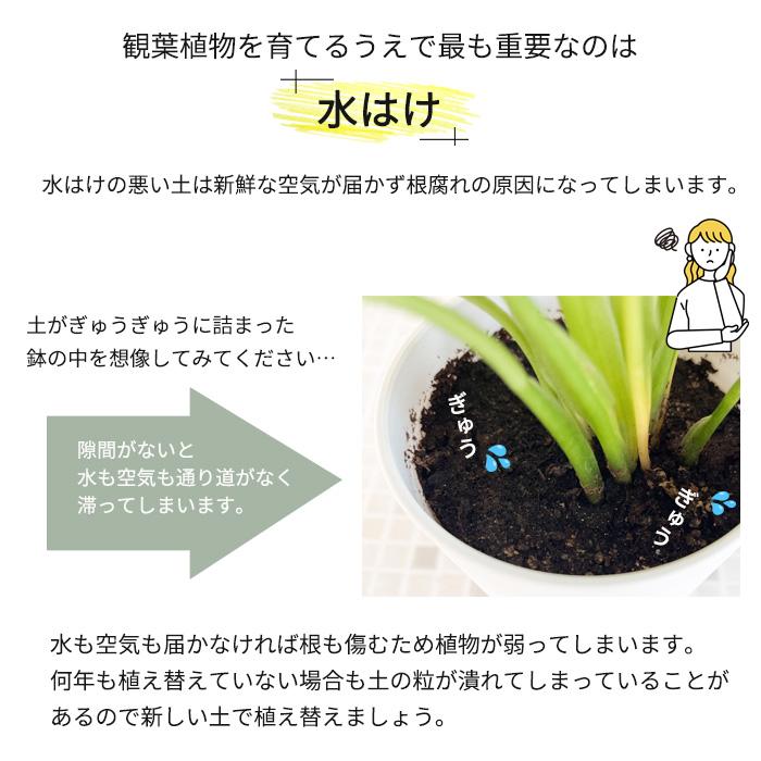観葉植物の植え替え正しいやり方、適切な時期を初心者向け解説￼特集・読みものe-花屋さん