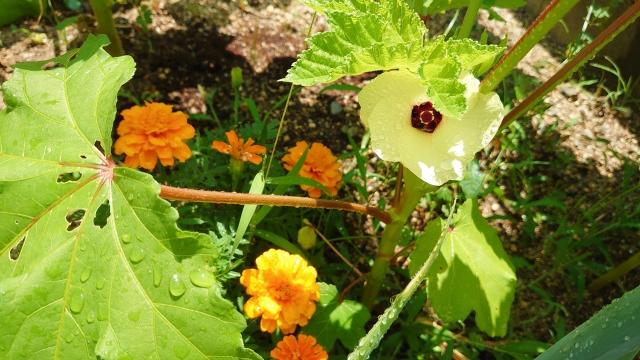 失敗しないオクラの育て方とは？土づくりから栽培の手順、収穫後の保存方法、病害虫まで、家庭で育てるコツを徹底解説 - みんなのブログ体験農園なら貸し農園 市民農園 のシェア畑