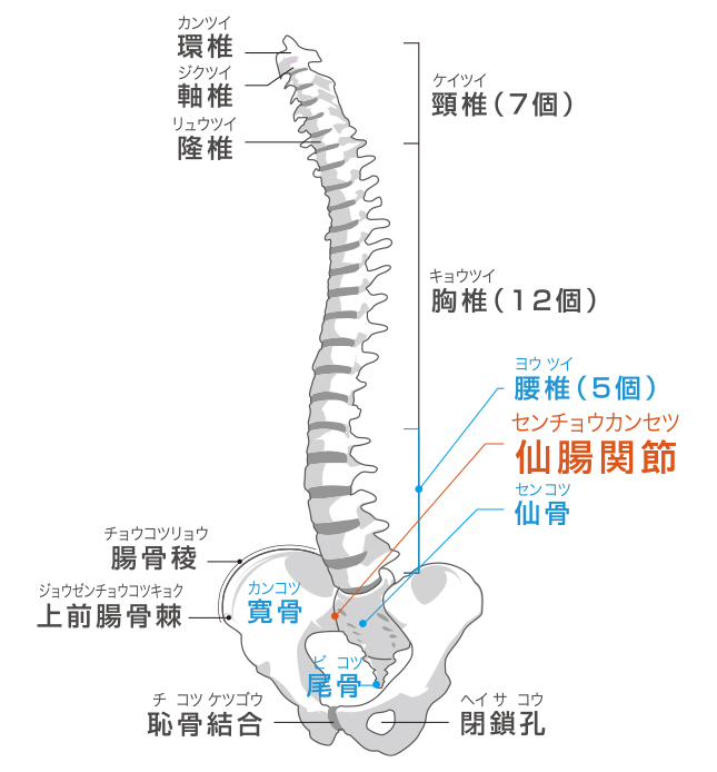 仙腸関節機能障害整形外科の病気お茶の水整形外科