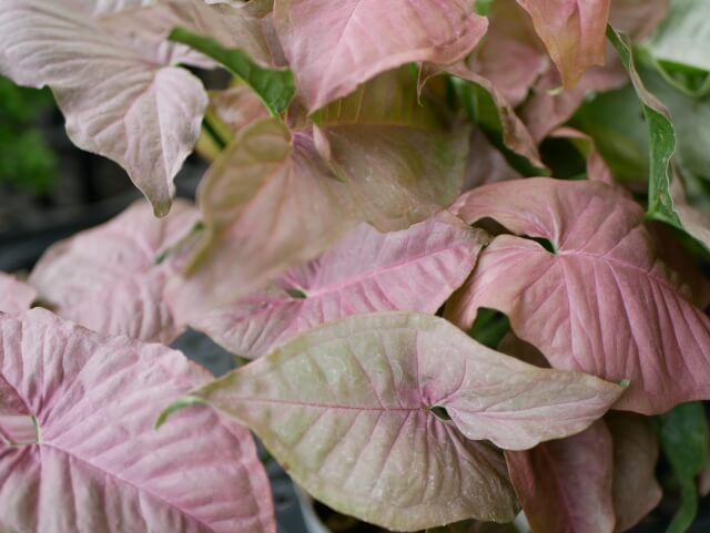 観葉植物シンゴニウムの育て方栽培温度や剪定など育て方のポイントをご紹介植物とあなたをつなぐPlantia