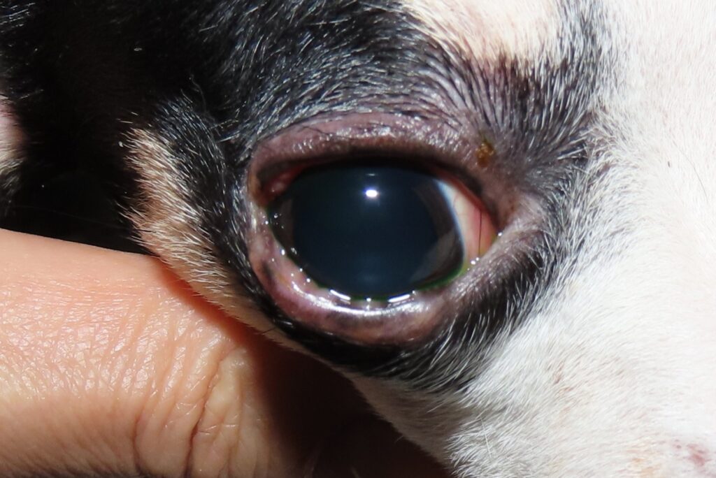 獣医師執筆 愛犬に「ものもらい」？他の症状の可能性は? 犬猫の目に「できもの」が出来た場合に考えられる症状記事わんにゃ今日も明日もワンダフル