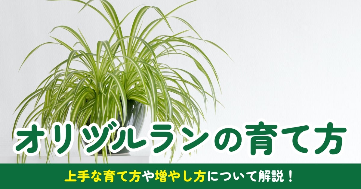 オリヅルランの増やし方。子株を使った2つの方法で試してみた体験談！月にサボテン