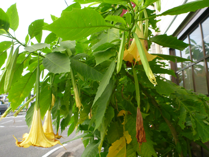 エンゼルトランペットと朝鮮あさがお – 植物アート・トピアリー制作 東京都のネバーランドインターナショナル