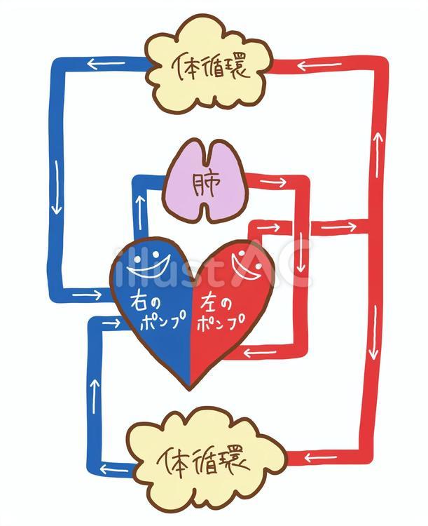 サラサラの血が流れる血管のイラストかわいいフリー素材集 いらすとや