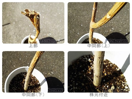 ウンベラータの幹を太くする方法