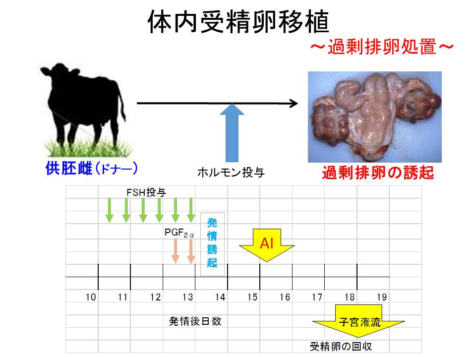 ブタからヒトへの心臓移植に向けて一歩前進Nature ダイジェストNature Portfolio