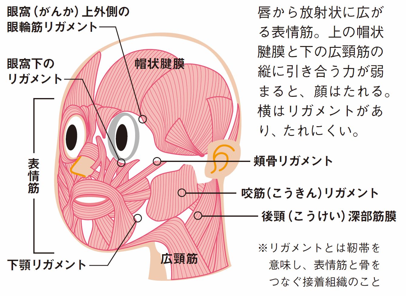 顔の皮膚がたるむ意外な原因はどこにあるか2 5PRESIDENT WOMAN Online プレジデント ウーマン オンライン“女性リーダーをつくる”