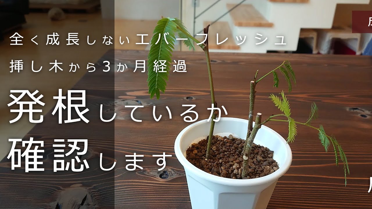 エバーフレッシュ ☆ 赤莢合歓の木 育て方 - eternal wind