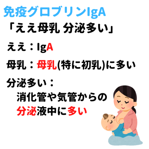 看護学生講座 21 免疫｢免疫グロブリン IgG IgM IgA の値の変化・特徴｣ - YouTube