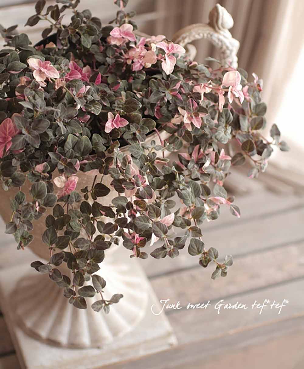 リシマキアは日陰もバラの株元も美しく彩る這って広がる植物GardenStoryガーデンストーリー