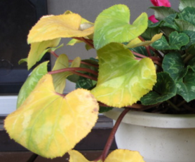 シクラメンの葉が黄色くなる原因と正しい対策方法