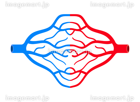 全身の血液循環のイラスト - 医療のイラスト・写真・動画、素材販売サイトのメディック medick