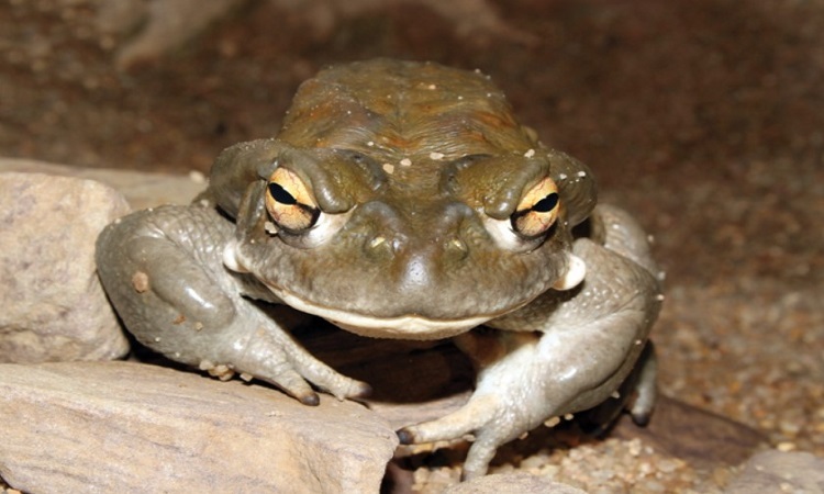 幻覚剤を分泌するヒキガエル、米国で密猟者が脅威に - 日本経済新聞