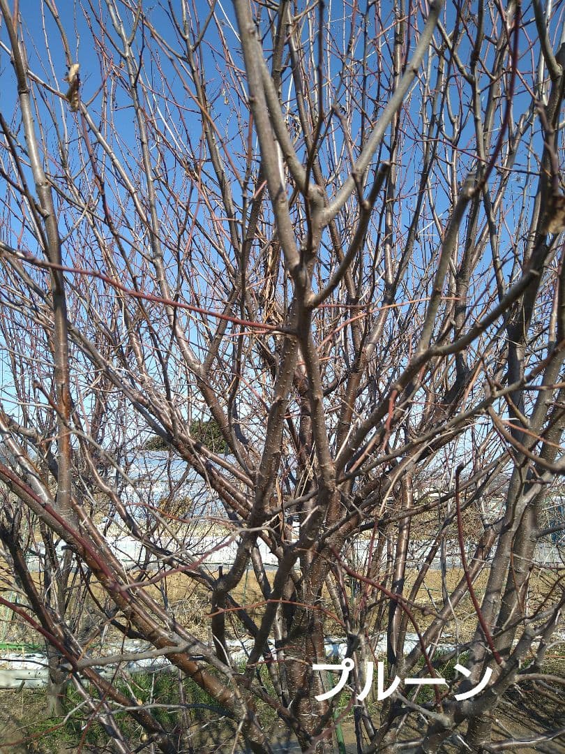 果樹の冬季せん定についてJA埼玉中央ホームページ