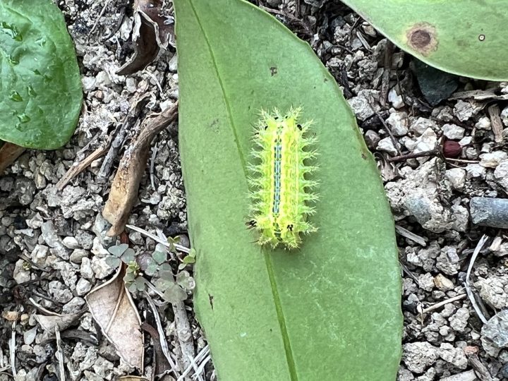 イラガの繭の写真素材104501497- PIXTA