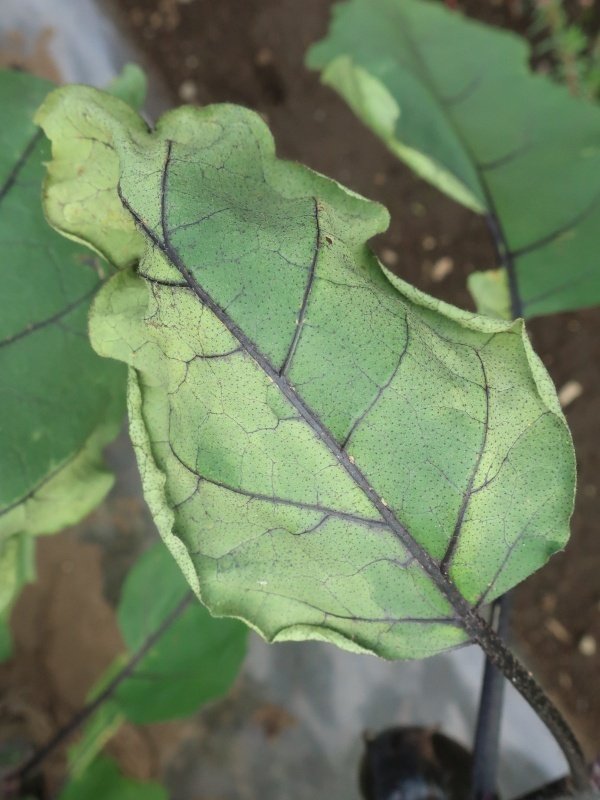茄子の病気 茄子の葉が茶色になり枯れる 褐斑細菌病 髭サン農家