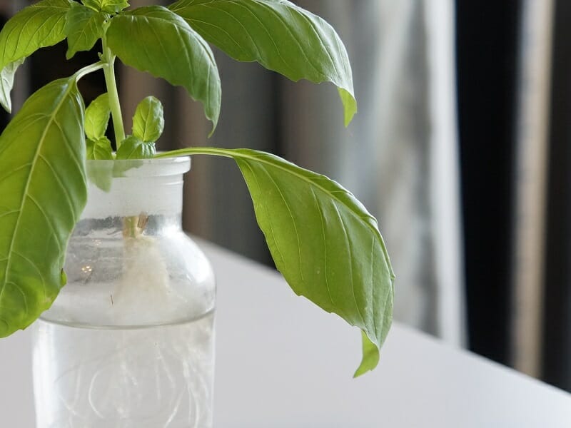 お家で育ててみよう！～水耕栽培でバジル作り～ - たべる・そだつ・いきるを応援！こどもみーる kodomo meal