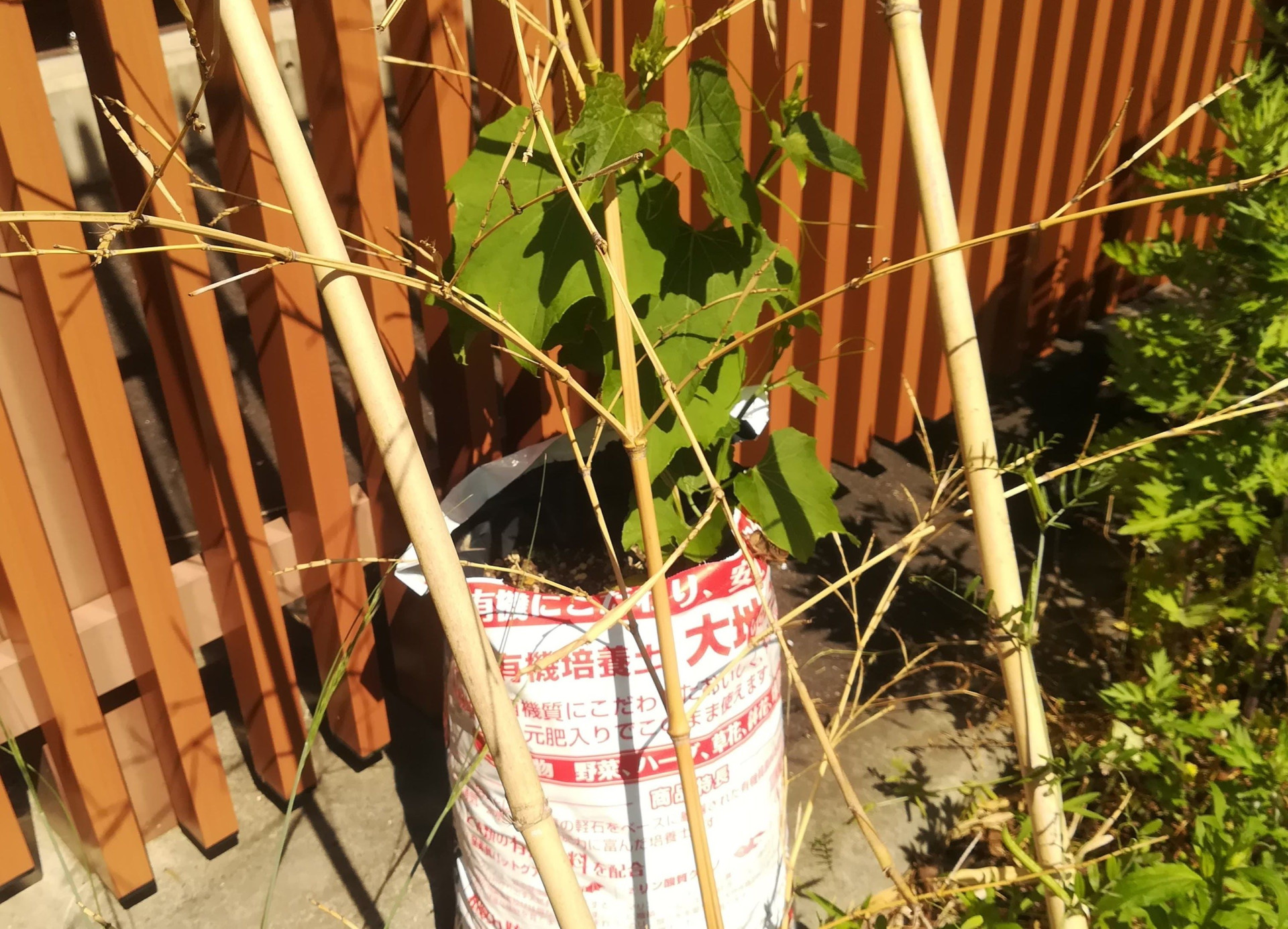 夏に育てるハヤトウリの魅力と栽培法