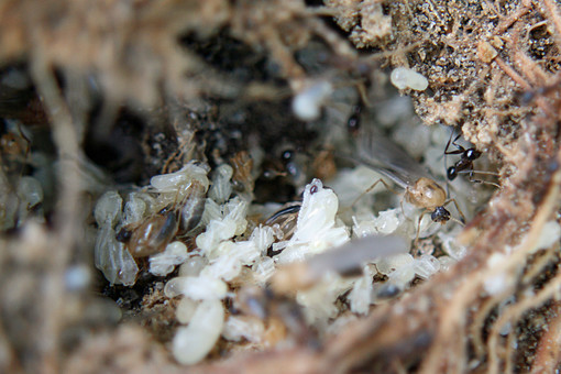 体にうじが湧く原因と治療法TikTok