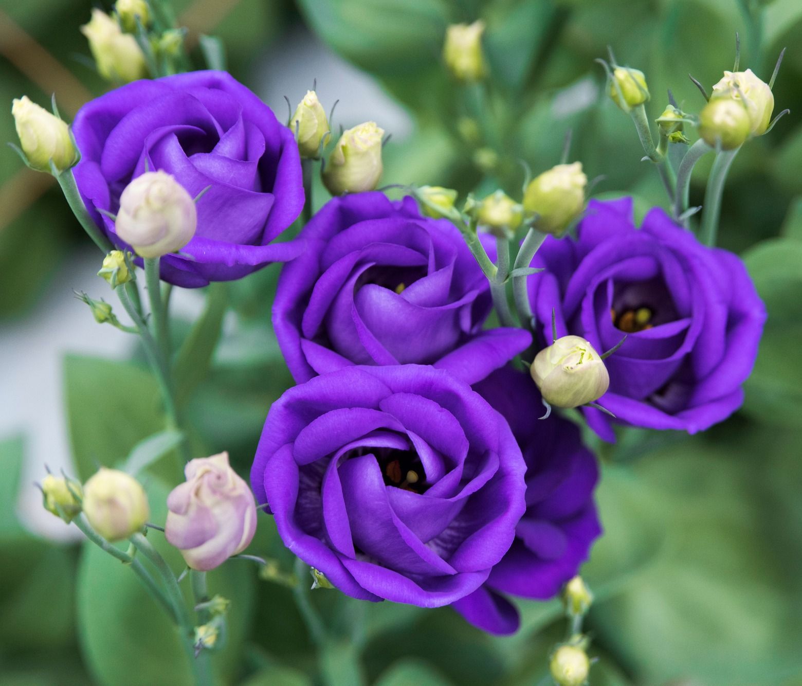 トルコギキョウ園芸植物小百科育て方花の写真