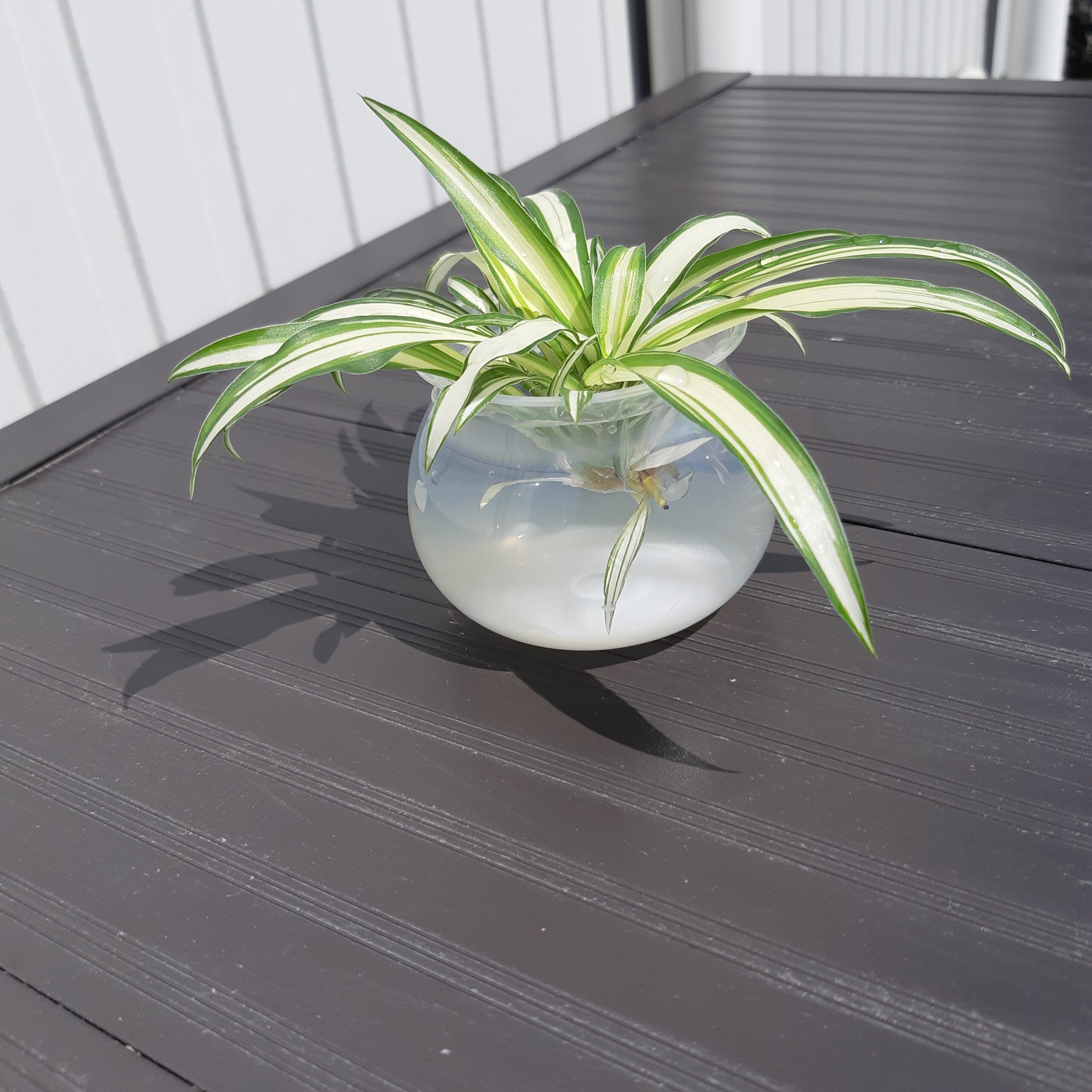 オリヅルランの育て方と風水情報観葉植物と風水のグリーンスマイル