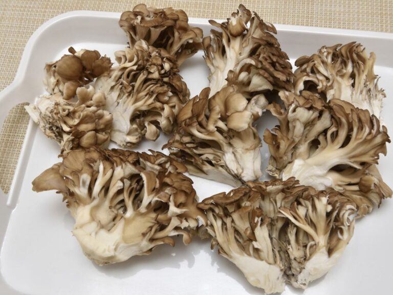 エリンギの白いカビは食べれる？腐るとどうなるか、新鮮な物の見分け方や保存方法も食生活研究所 -食☆ラボ