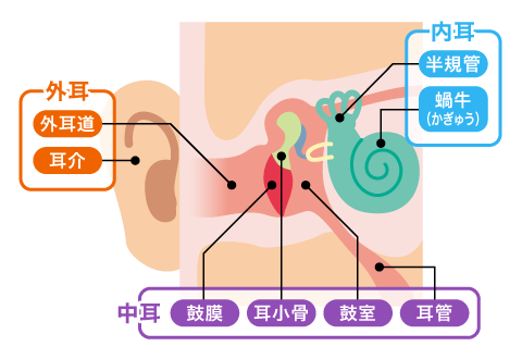 なぜ？片耳だけ音が響く。放置リスクや病院の受診目安。NG行動もMedicalook メディカルック