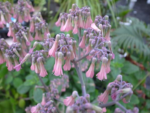 子宝弁慶の花が咲きました🎶 名前の通り、増えるんですよね🤗子宝草コダカラベンケイ子宝弁慶子宝弁慶草子宝草の花