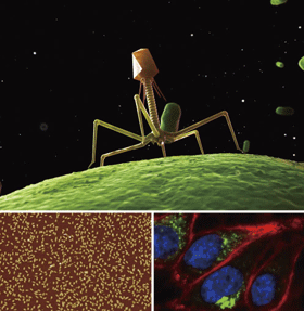 バクテリオファージと口腔ケア— イスクラファージ 公式ショップ