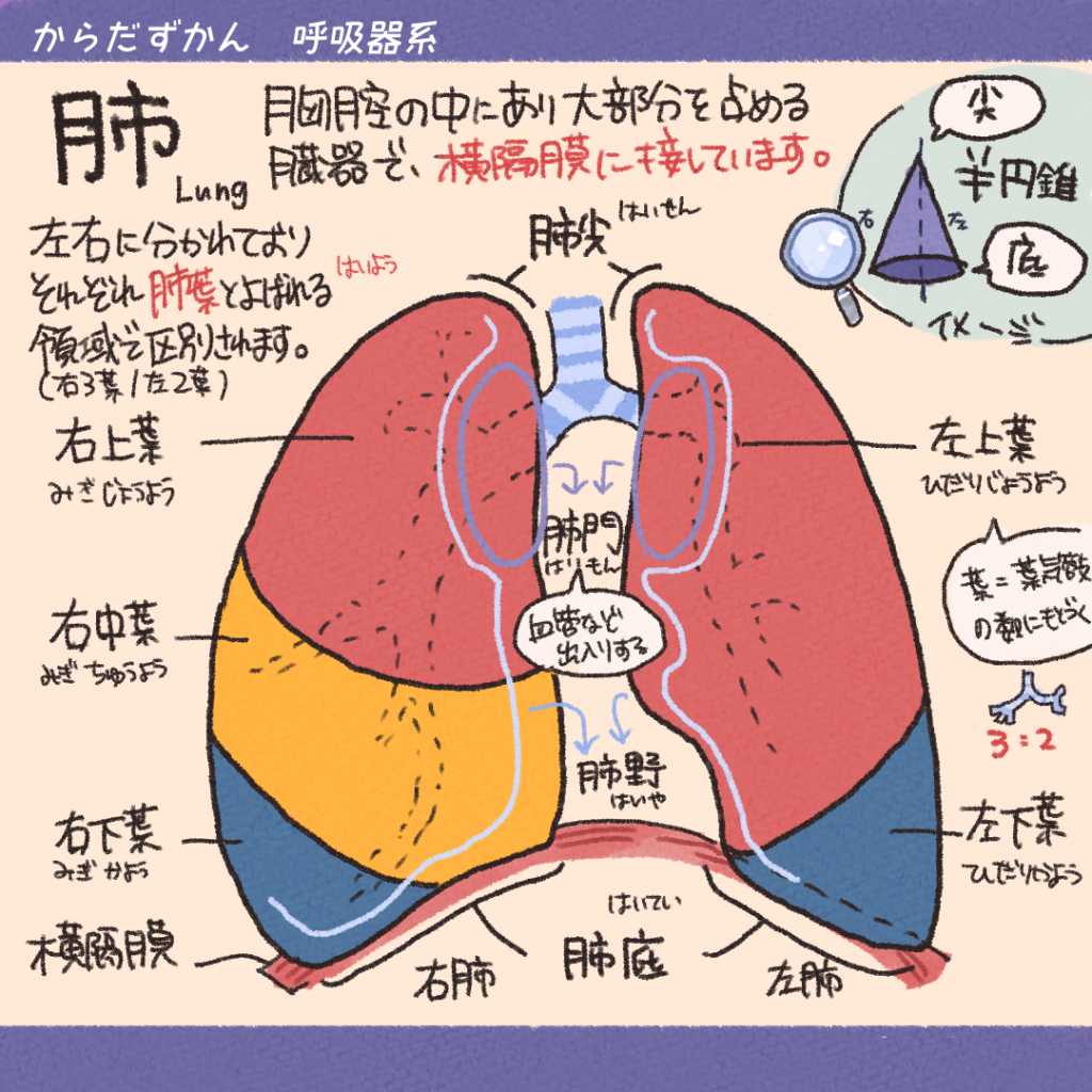 気道 きどう の単語を解説ナースタ