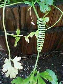 パセリの育て方ハーブの栽培方法 – 零製作所ブログ