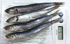 イワシは栄養豊富な魚！種類・加工による栄養の違いや健康効果も解説ふるなび公式ブログ ふるさと納税DISCOVERY