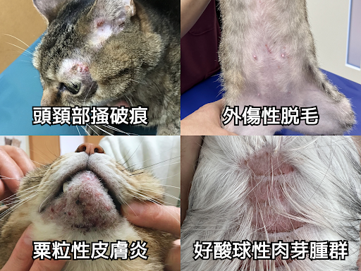 猫がノミに刺された！人に感染する病気も。 症状〜駆除方法を解説！ ねこのきもちWEB MAGAZINE