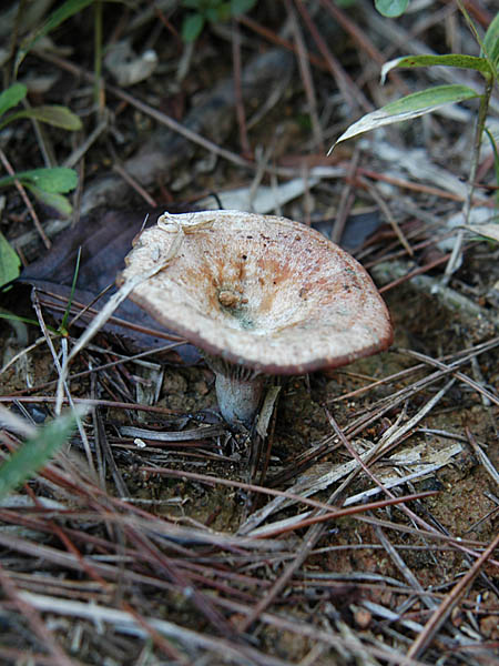 アカモミタケとカラハツ - 野花南山荘