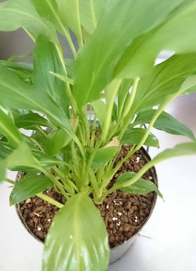 スパティフィラムの育て方植え替えから株分けまで初心者向けに解説コーナンTips