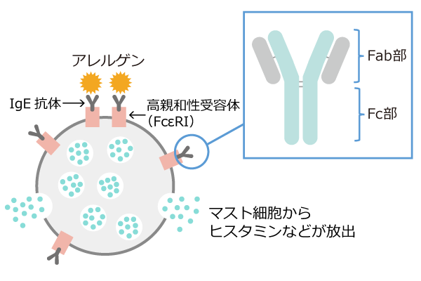 免疫について 一般社団法人日本血液製剤協会