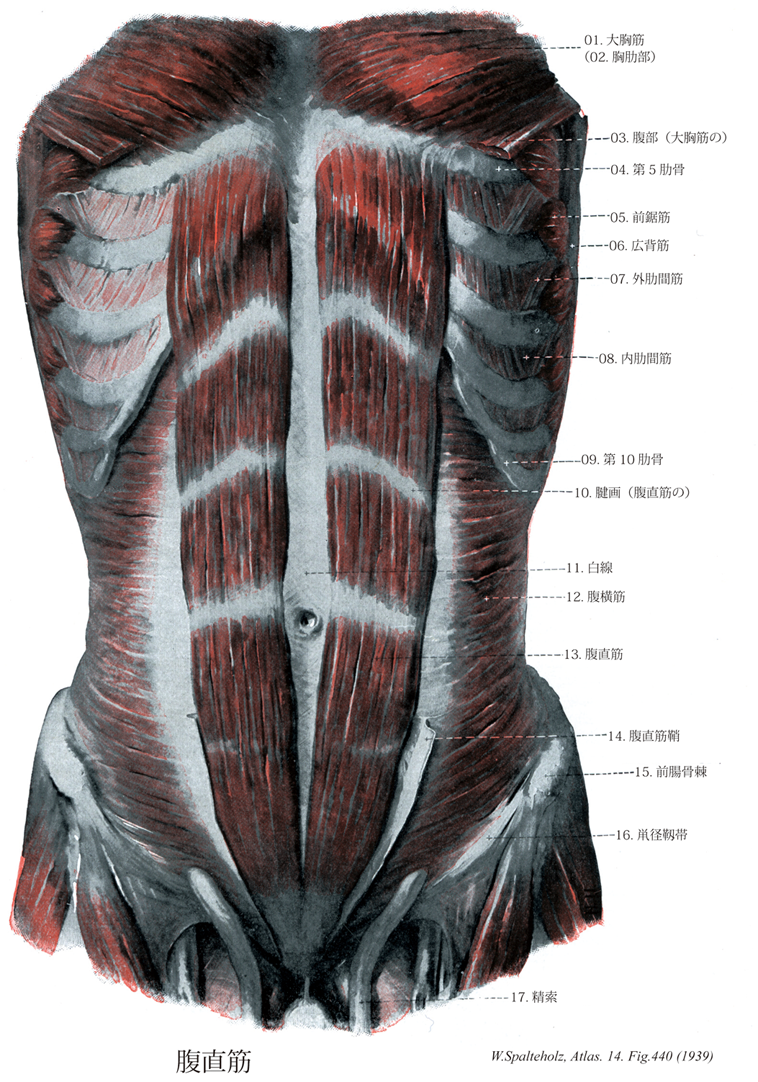 腹直筋イラスト 名称有り のイラスト素材98717626- PIXTA