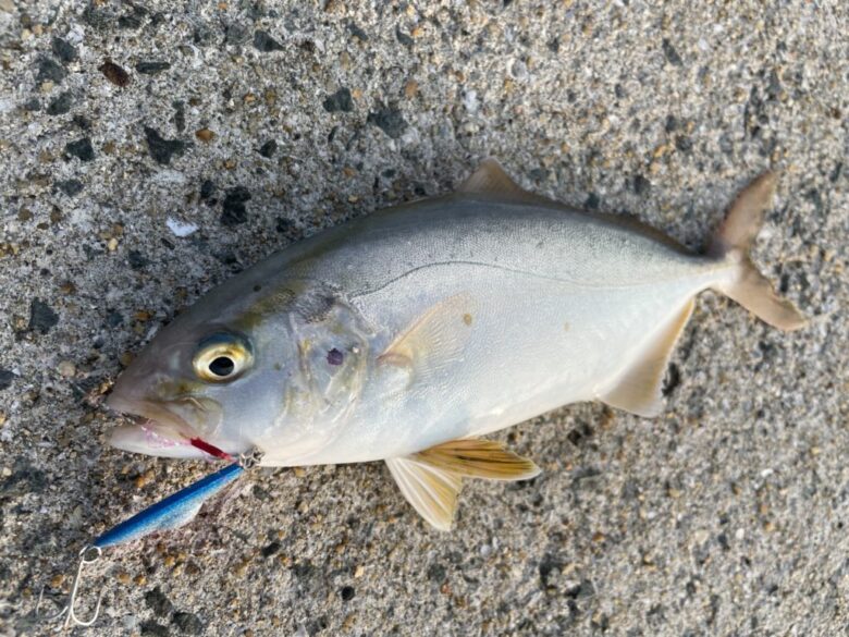 青物とは？魚種別釣りガイド