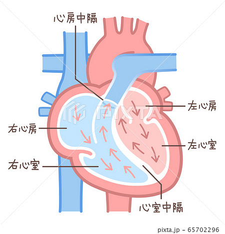 心臓のしくみと働き│東京心臓血管・内科クリニック│中央区│内科・循環器内科